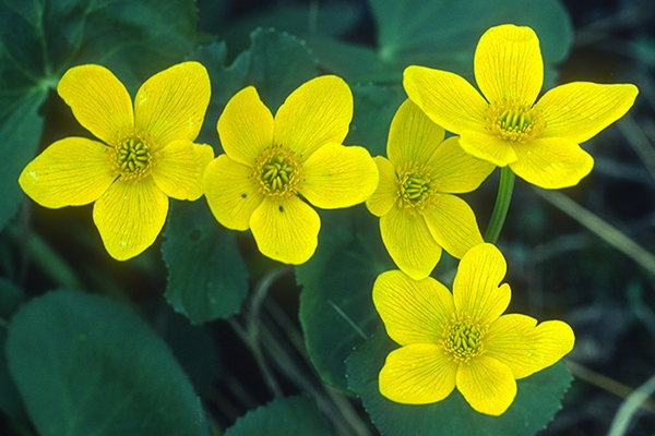 marsh-marigolds-eek-wisconsin